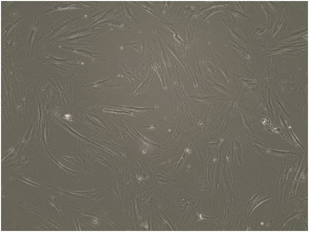 Evercyte assay-ready replicative senescent cells