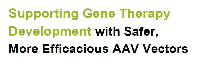 Supporting Gene Therapy Development with Safer, More Efficacious AAV Vectors