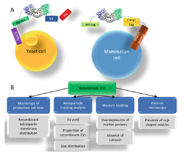 Evercyte supports study into extended yeast display libraries for CD81 LEL mutants for EV surface customization