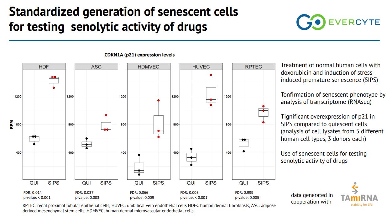 Evercyte senolytic and senomorphic drug testing using cell-based assays