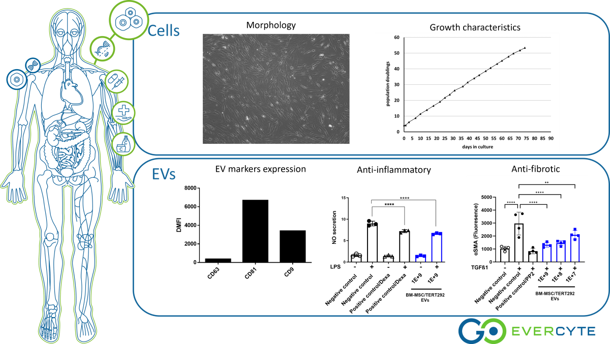 Evercyte EVs from human bone marrow-derived MSC (EV-BM-MSC/TERT292)