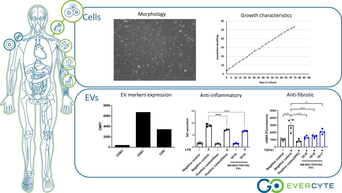 53451Evercyte EVs from human bone marrow-derived MSC (EV-BM-MSC/TERT292)