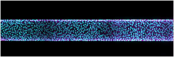 Evercyte immortalized cell lines compatible with OOAC organ on chip technology