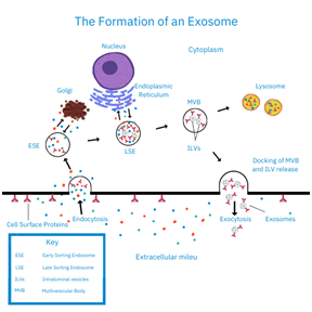 Biosynth highlights ‘overlooked’ therapeutic exosomes