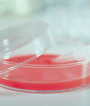 Monoclonal Antibody Services – Non-Exclusive