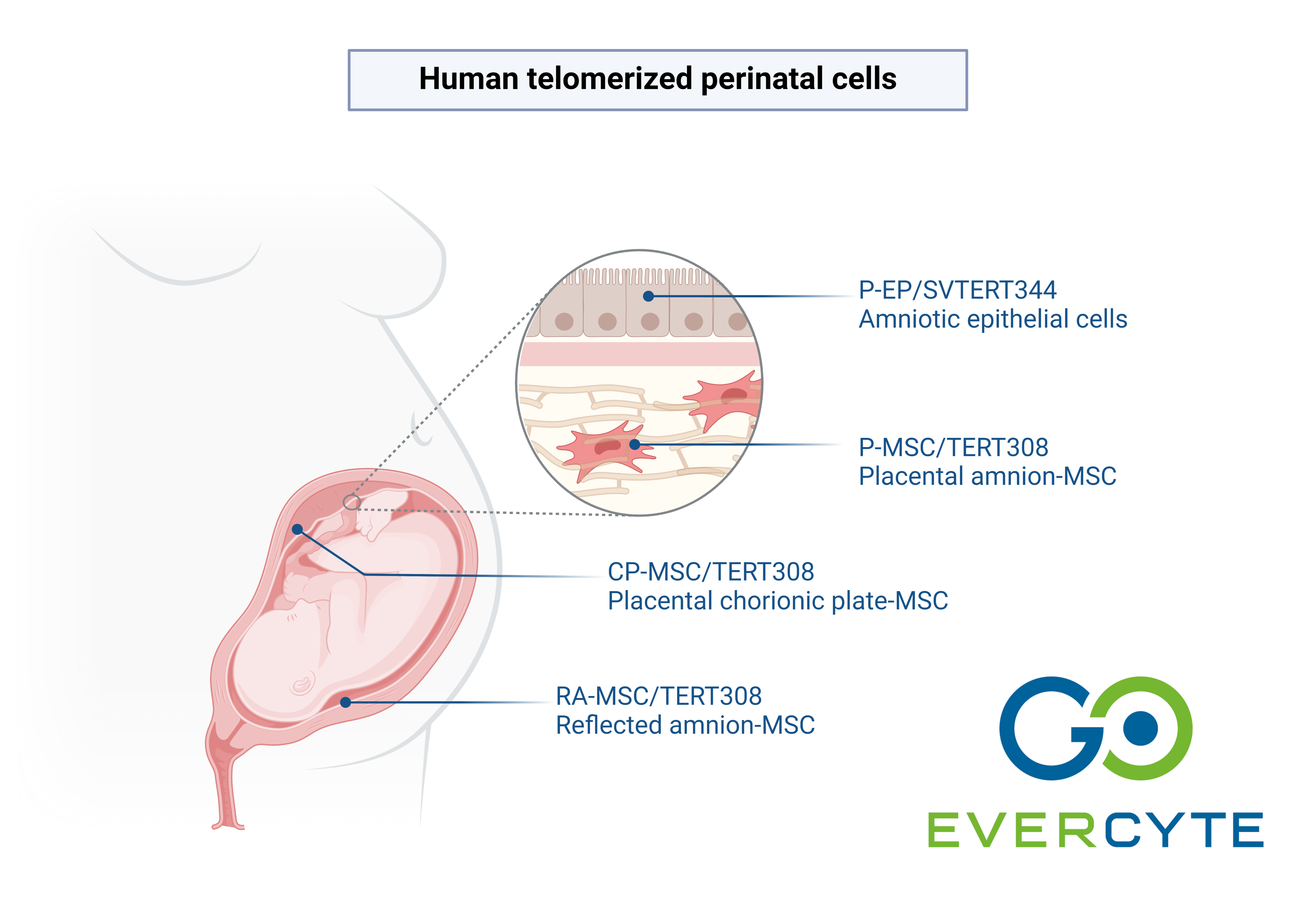 55389Evercyte adds telomerized perinatal cells to immortalized range