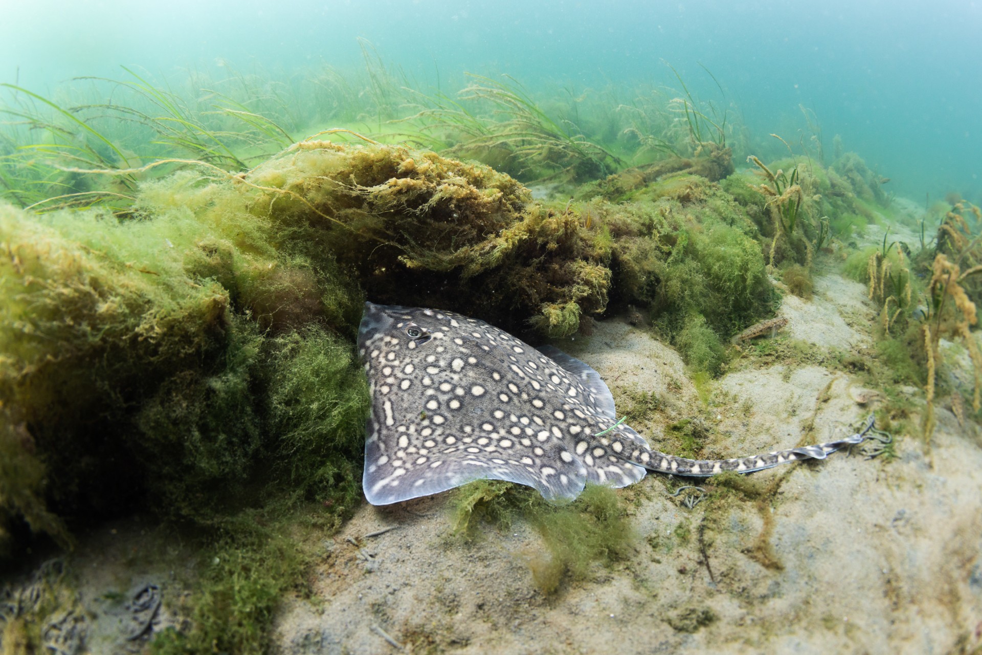 Support for Havets Hus Marine Conservation Project