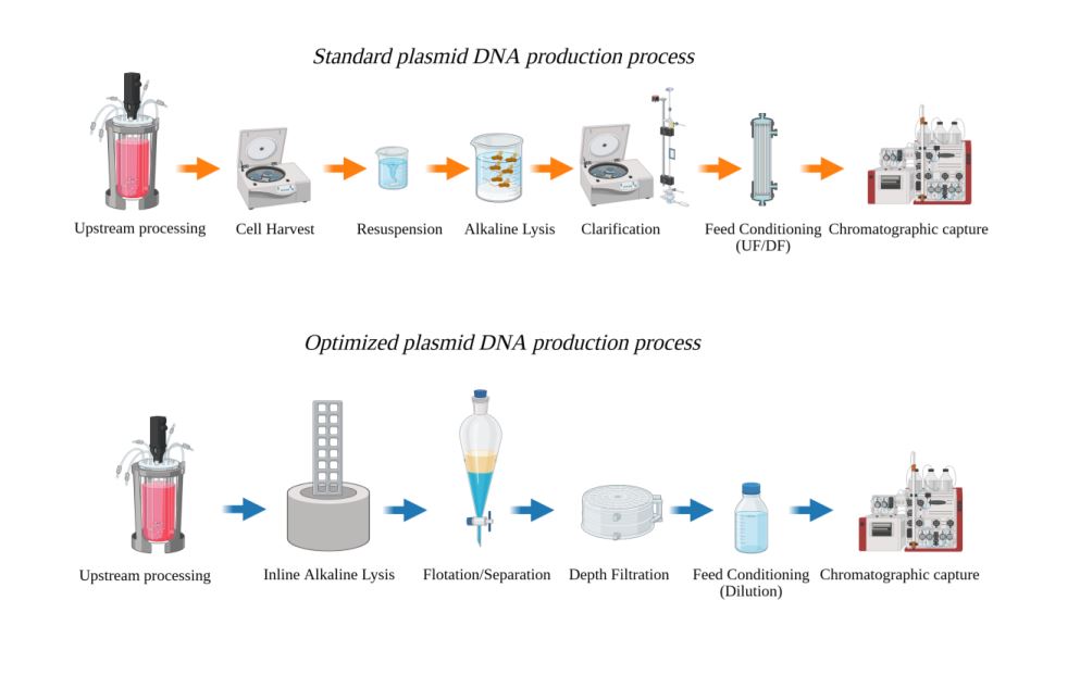 Rethinking Plasmid DNA Manufacturing – Improving Productivity, Downstream Efficiency and Scalability