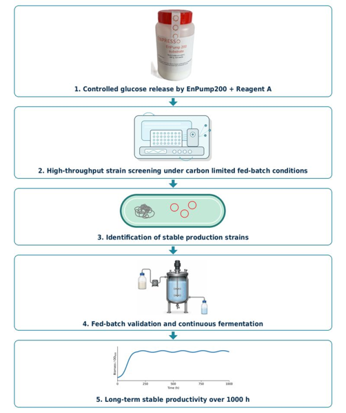 Keeping E.coli production strain productive over 1,000 hours